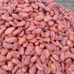Fermented Cacao Beans